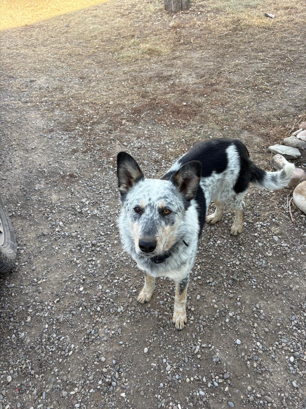 Forest (This is a courtesy listing please contact Sarah 406-870-0684), ADOPTABLE, Young Male Australian Cattle Dog / Blue Heeler & German Shepherd Dog.