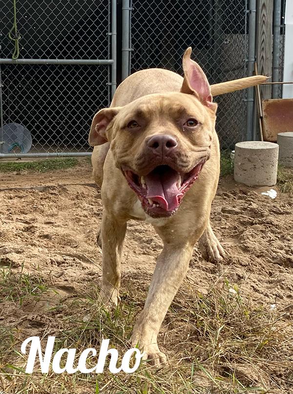 Enlarge Nacho, a Adoptable American Bully image 1/1