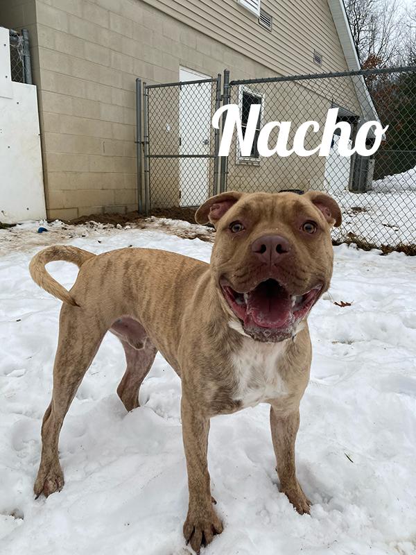 Nacho, Adoptable, Young Male American Bully.