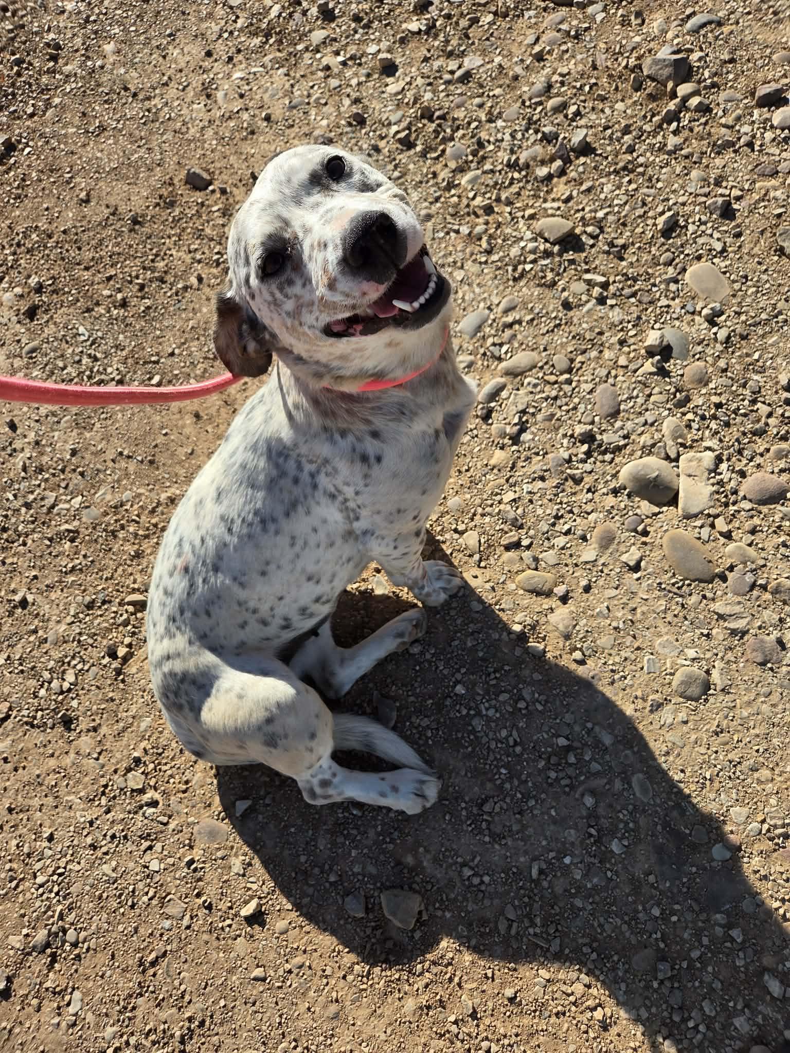 Enlarge Speckles, a ADOPTABLE mixed breed in Roosevelt, UT image 1/2