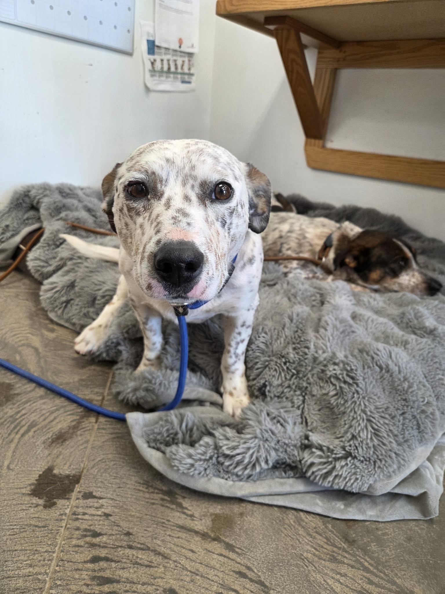 Enlarge Speckles, a ADOPTABLE mixed breed in Roosevelt, UT image 2/2