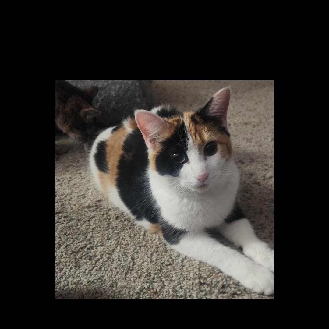 Azalea, an adopted Calico in Hagerstown, MD image 2/2