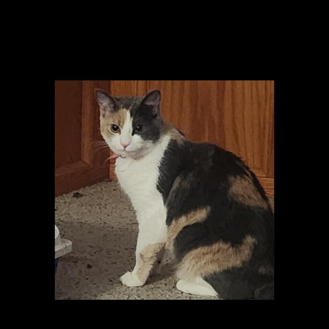 Azalea, adopted, Adult Female Calico.