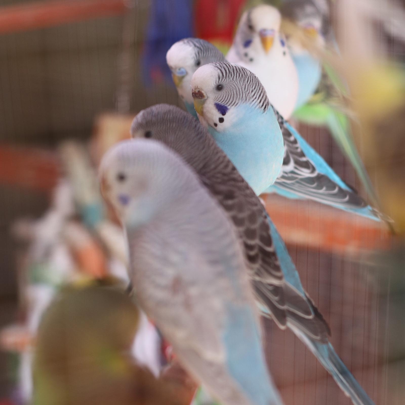 Parakeets, adoptable, Adult Unknown Parakeet (Other).