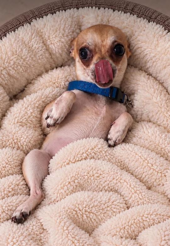 Nacho, Adopted, Adult Male Chihuahua.