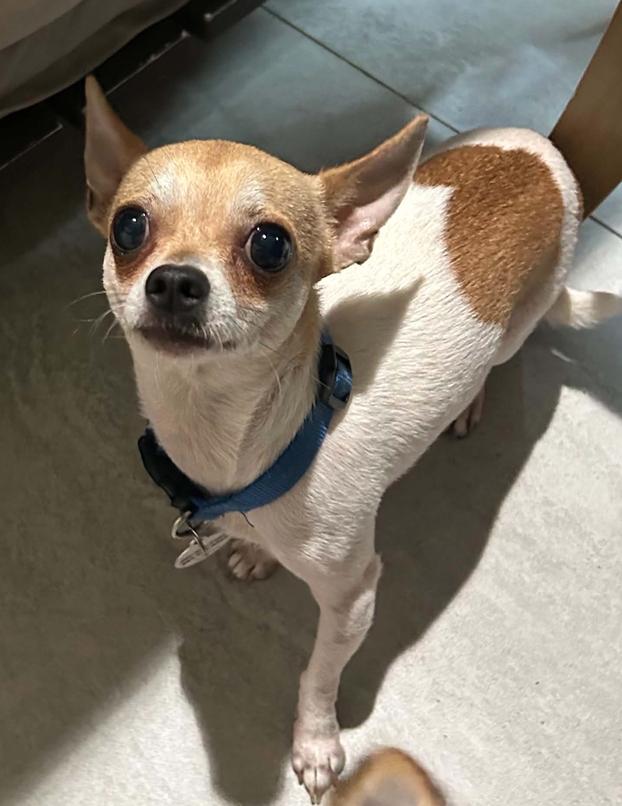 Enlarge Nacho, a Adopted Chihuahua in Osteen, FL image 2/3