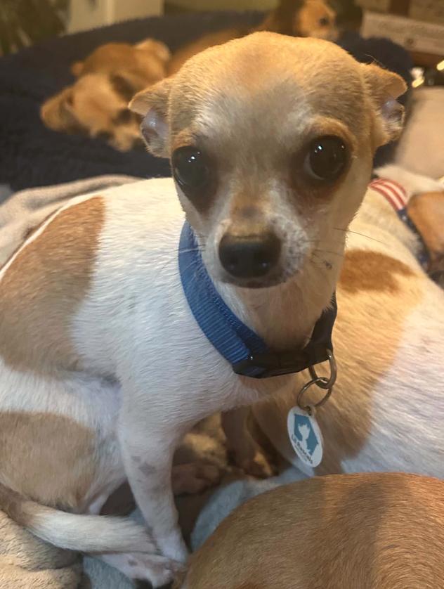 Enlarge Nacho, a Adopted Chihuahua in Osteen, FL image 3/3