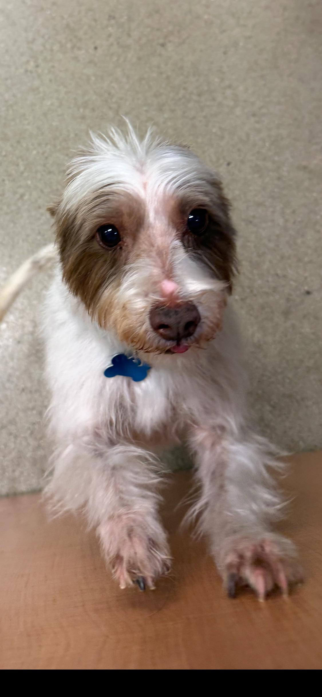 Enlarge Sushi Chef, a ADOPTABLE mixed breed in Armada, MI image 3/4