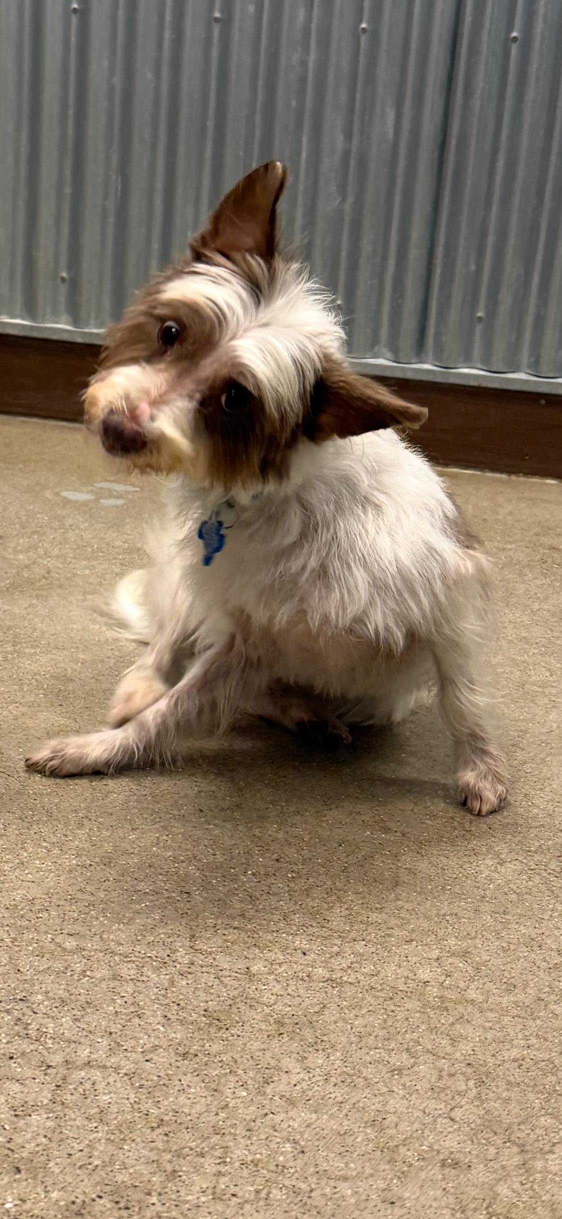 Sushi Chef, ADOPTABLE, Adult Female Wheaten Terrier & Terrier.