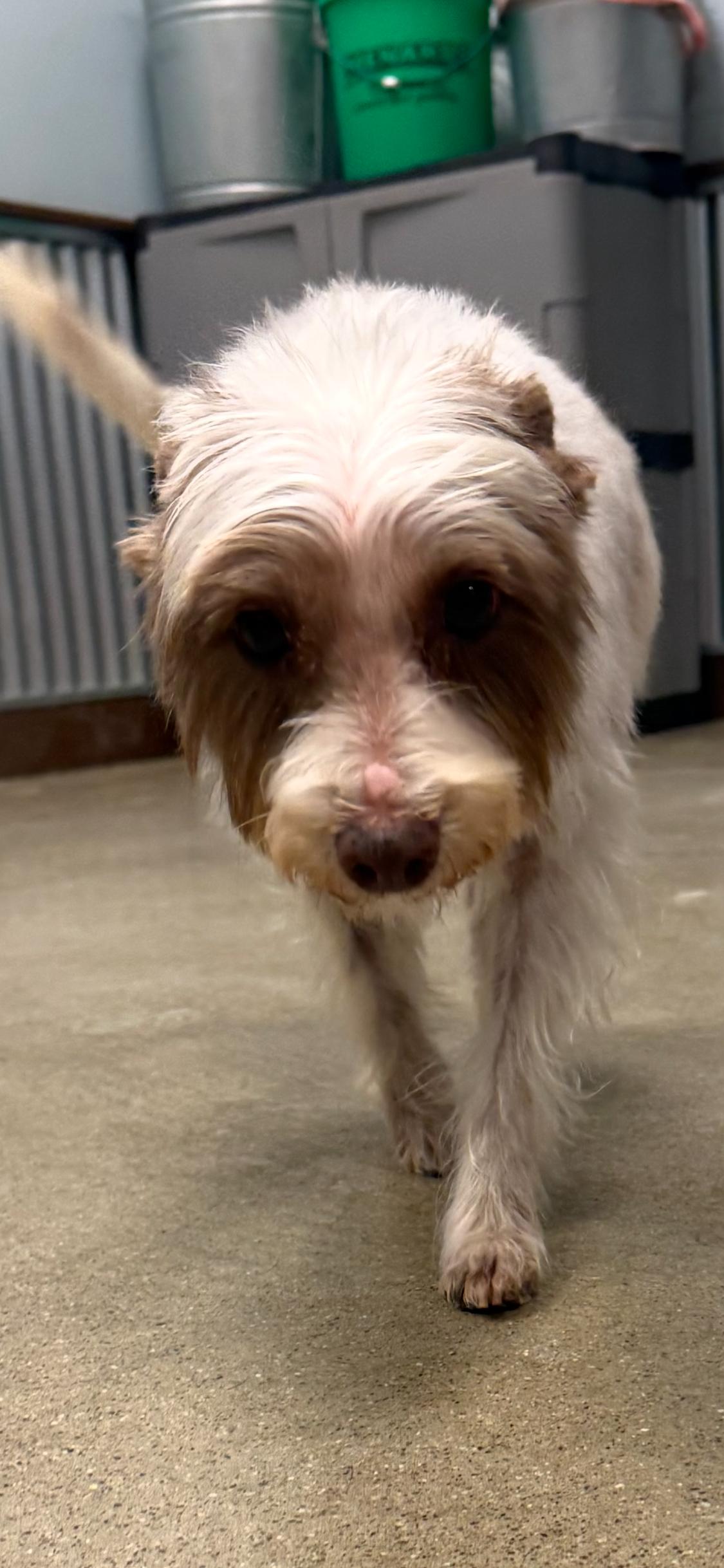 Enlarge Sushi Chef, a ADOPTABLE mixed breed in Armada, MI image 4/4