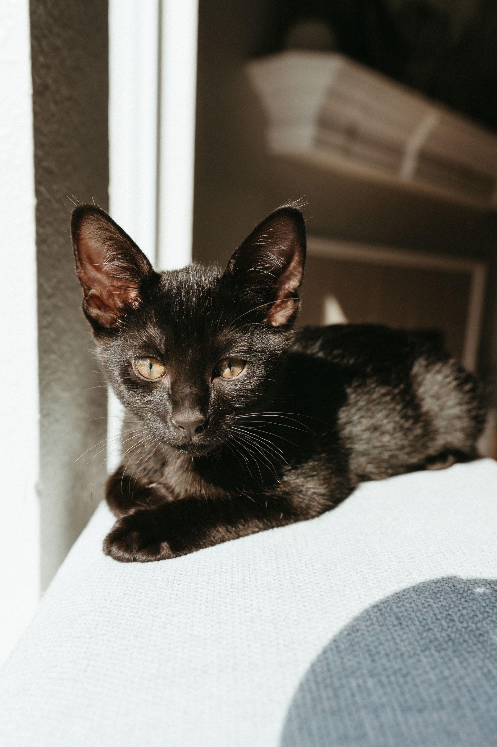 Enlarge Cosmo, a Adoptable Domestic Short Hair in McKinney, TX image 2/3