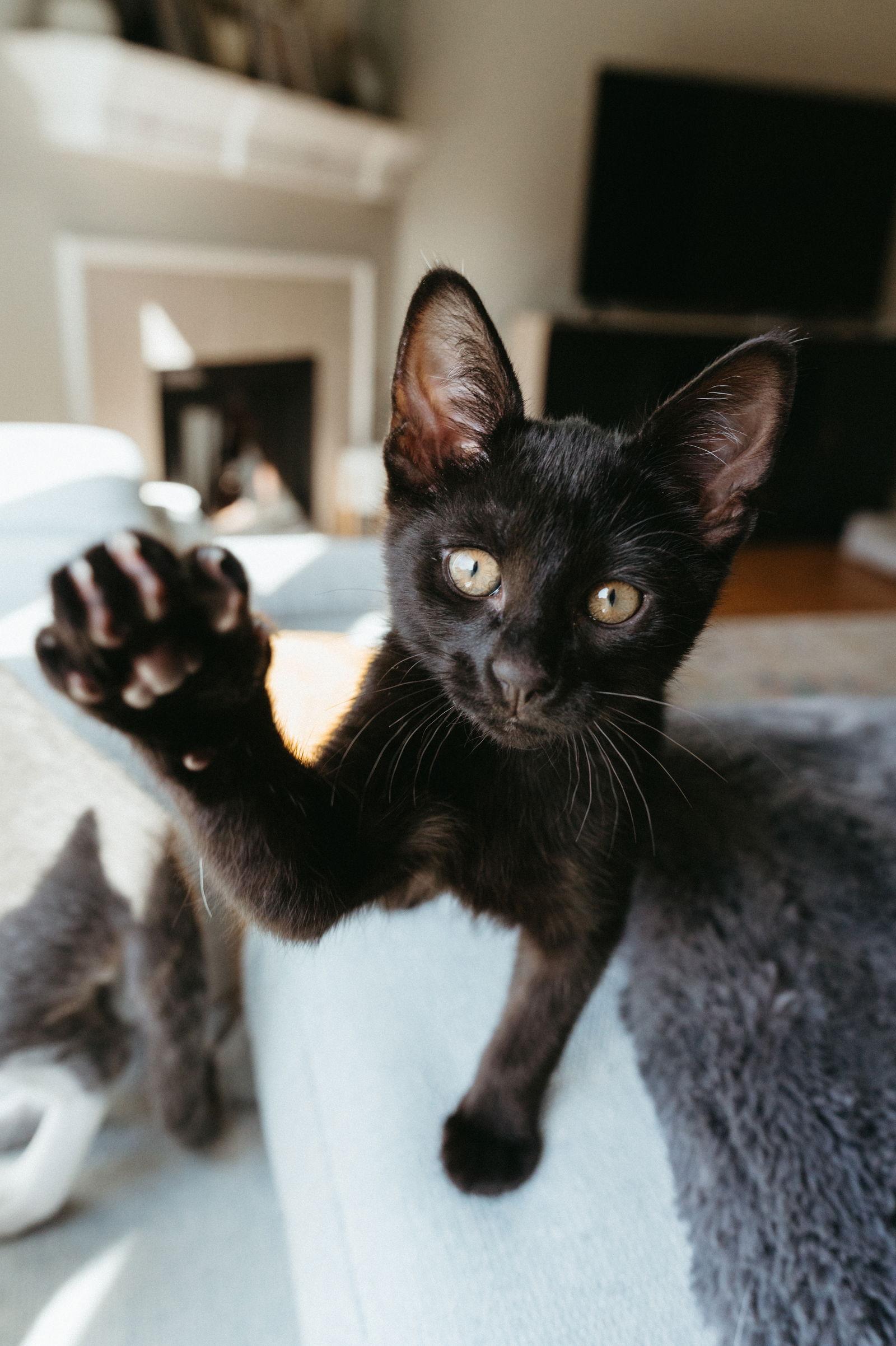Enlarge Cosmo, a Adoptable Domestic Short Hair in McKinney, TX image 3/3