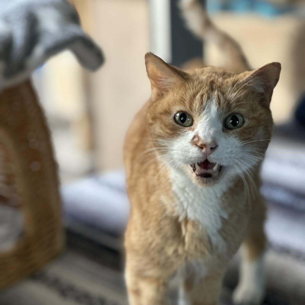 Sherbet, Adoptable, Senior Male Domestic Short Hair.