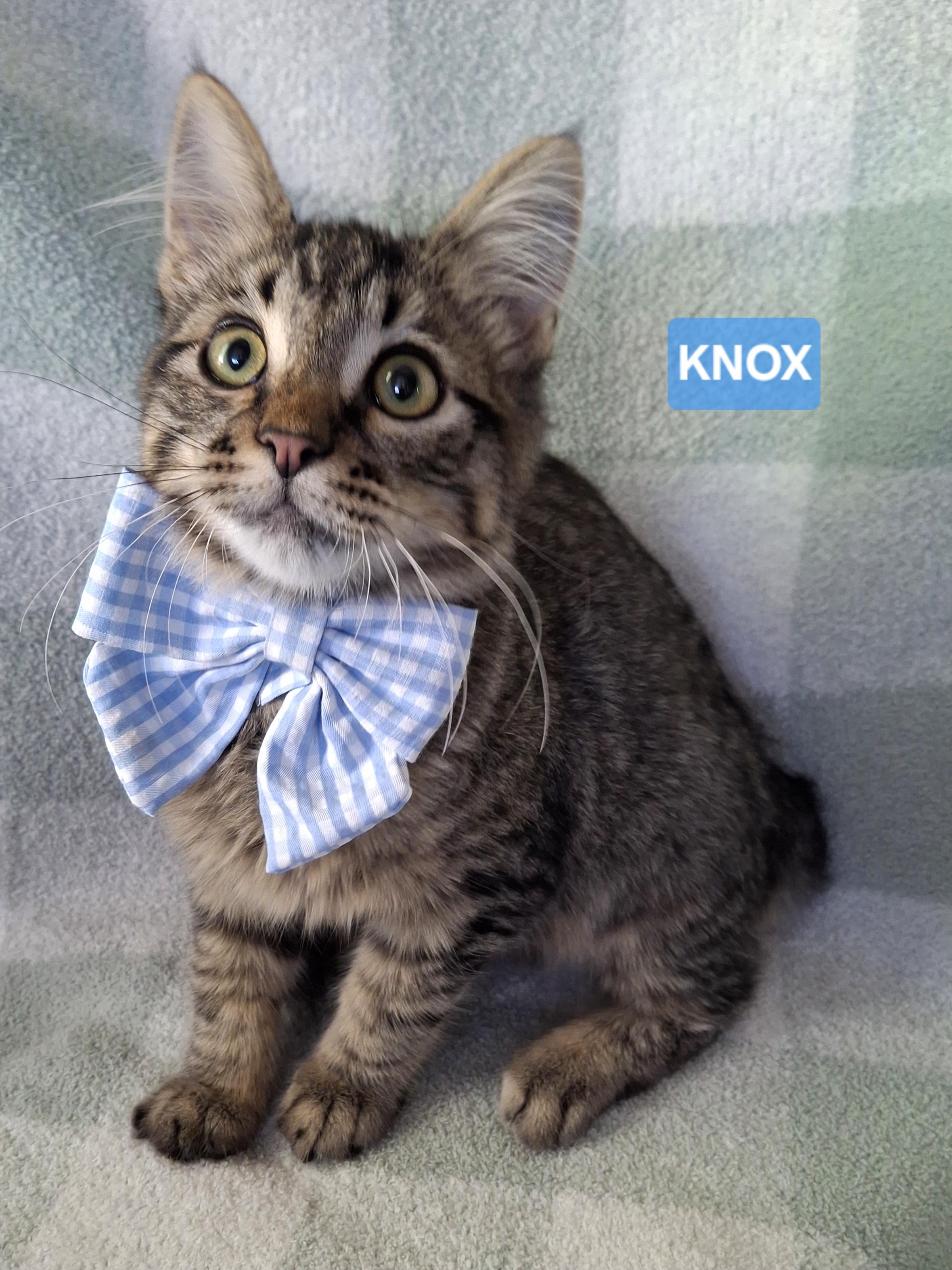 Enlarge KNOX, an adopted mixed breed in Fullerton, CA image 5/6