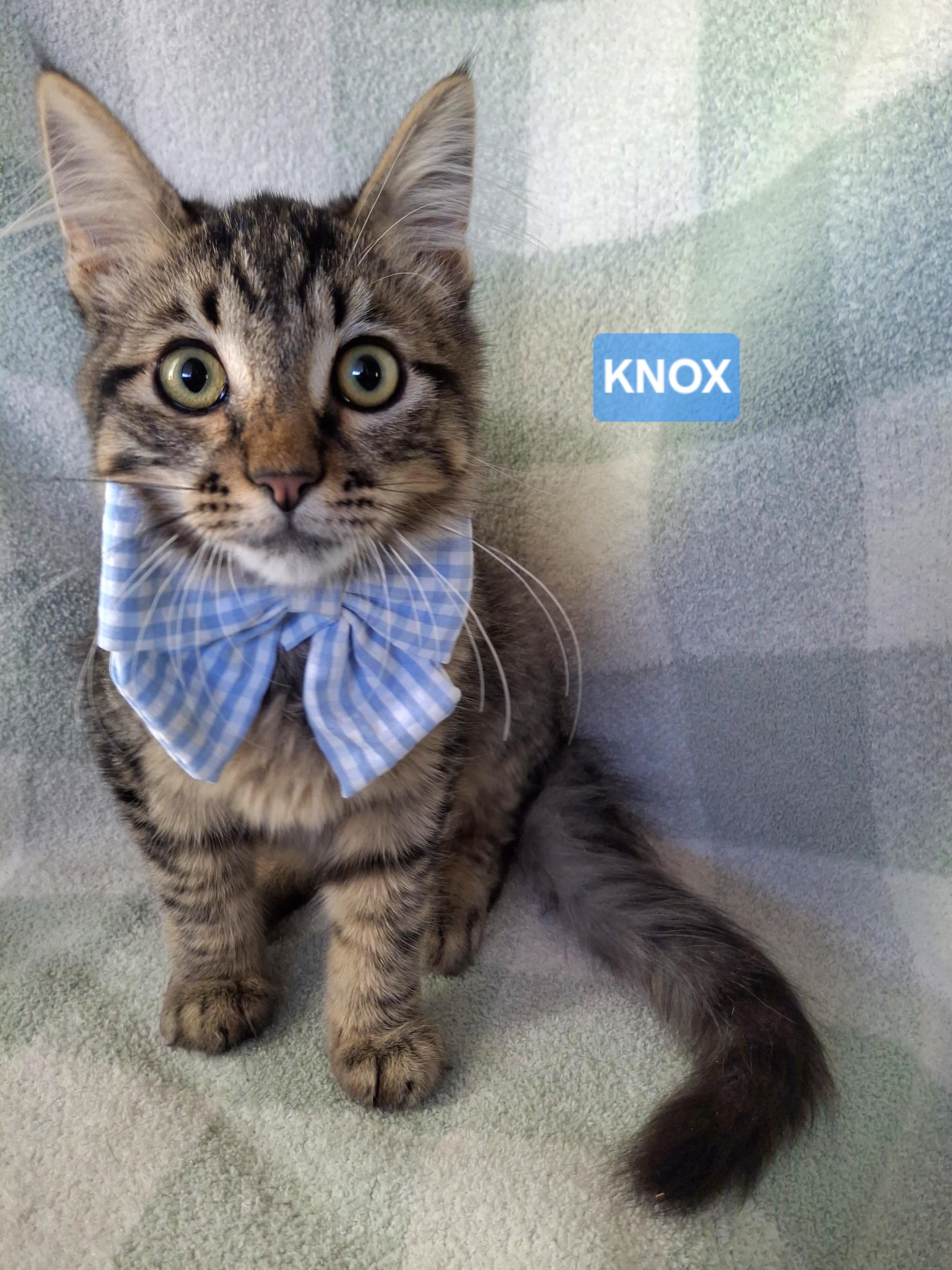 Enlarge KNOX, an adopted mixed breed in Fullerton, CA image 4/6