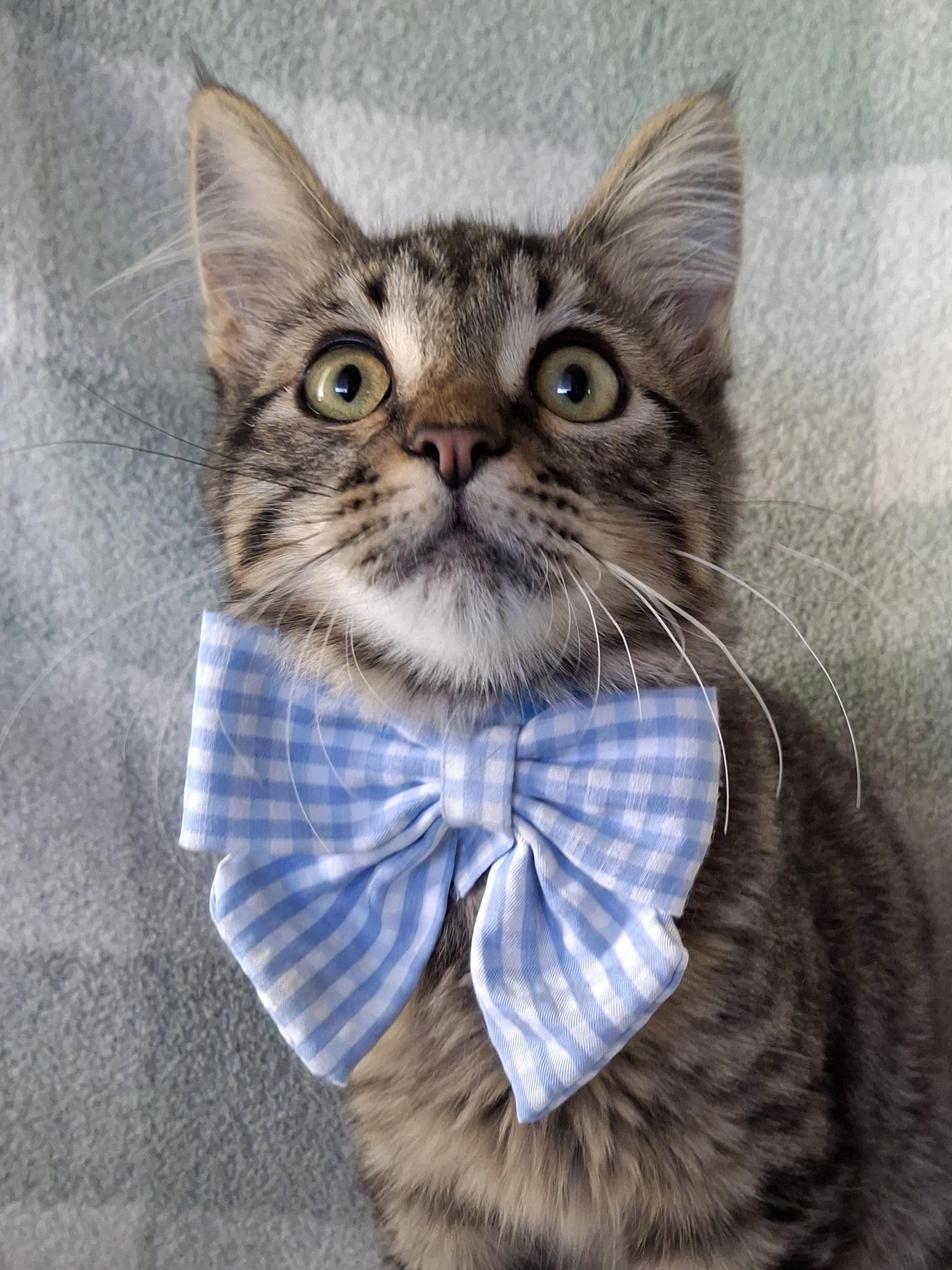 Enlarge KNOX, an adopted mixed breed in Fullerton, CA image 3/6