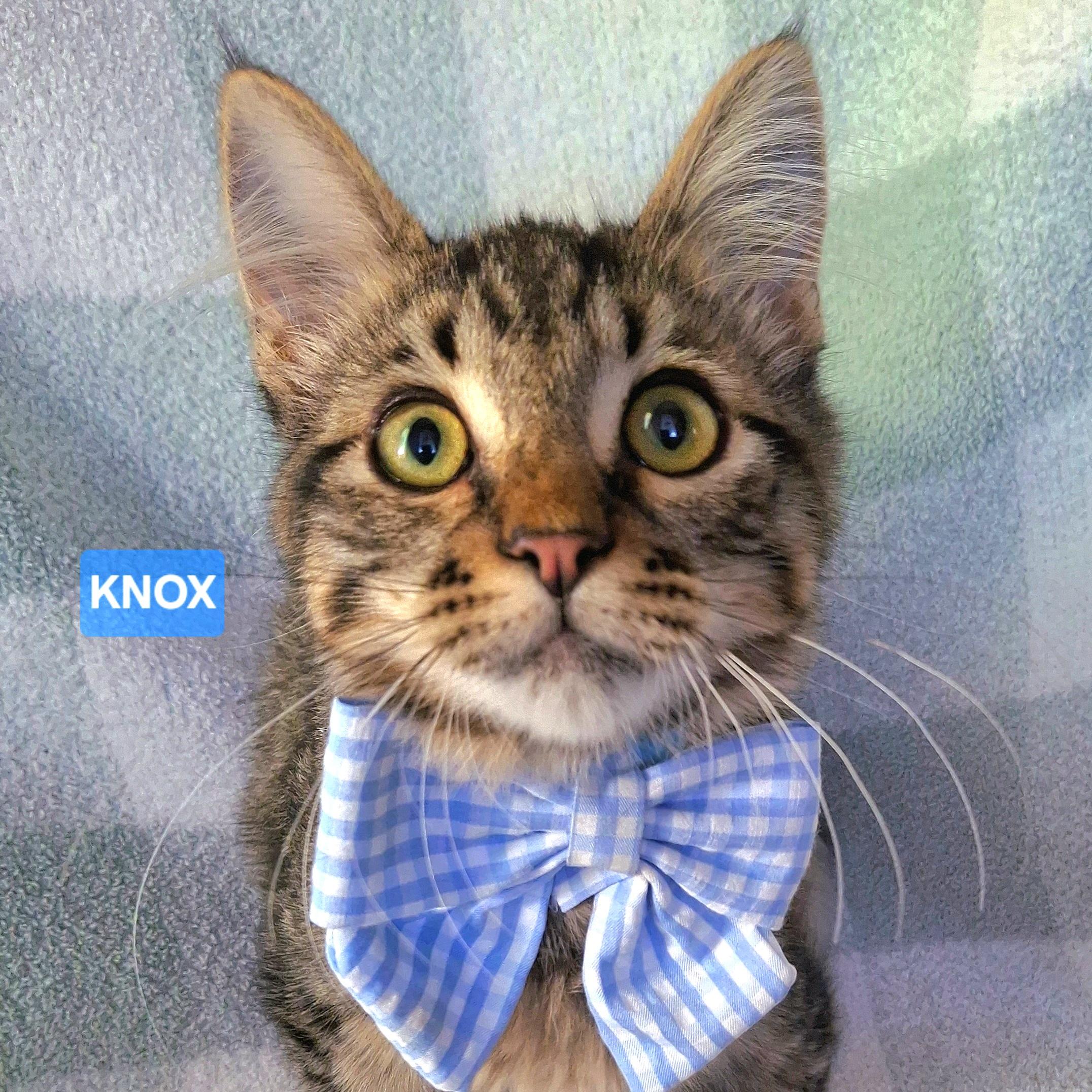 Enlarge KNOX, an adopted mixed breed in Fullerton, CA image 1/6