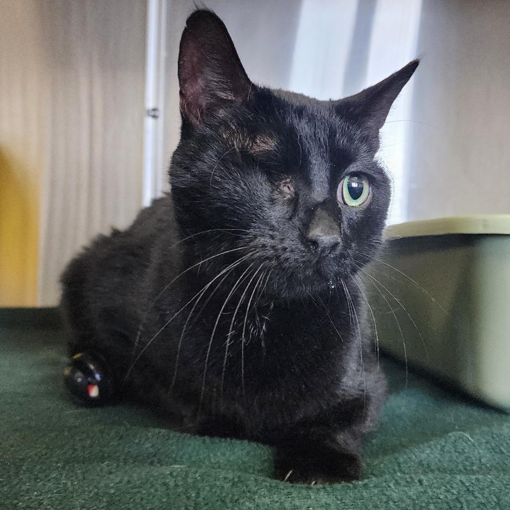 Pepper, Adoptable, Adult Female Domestic Short Hair.