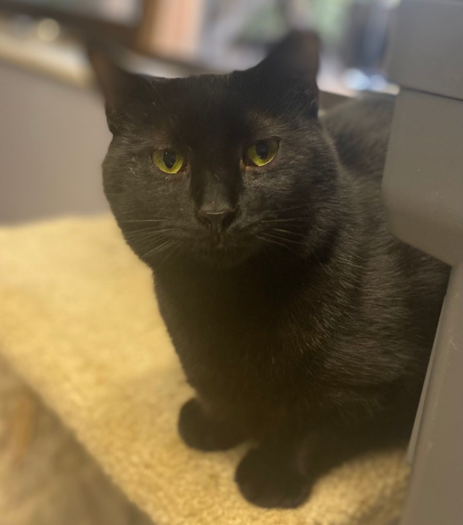 Mario, Adoptable, Adult Male Domestic Short Hair.