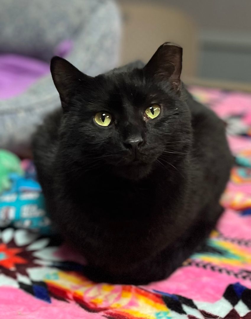 Enlarge Mario, a Adoptable mixed breed in Columbus, OH image 2/12