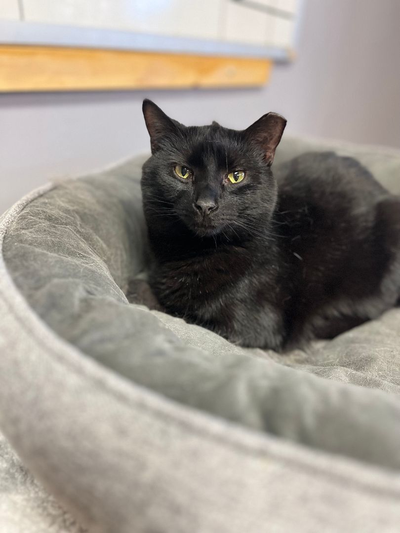 Enlarge Mario, a Adoptable mixed breed in Columbus, OH image 3/12