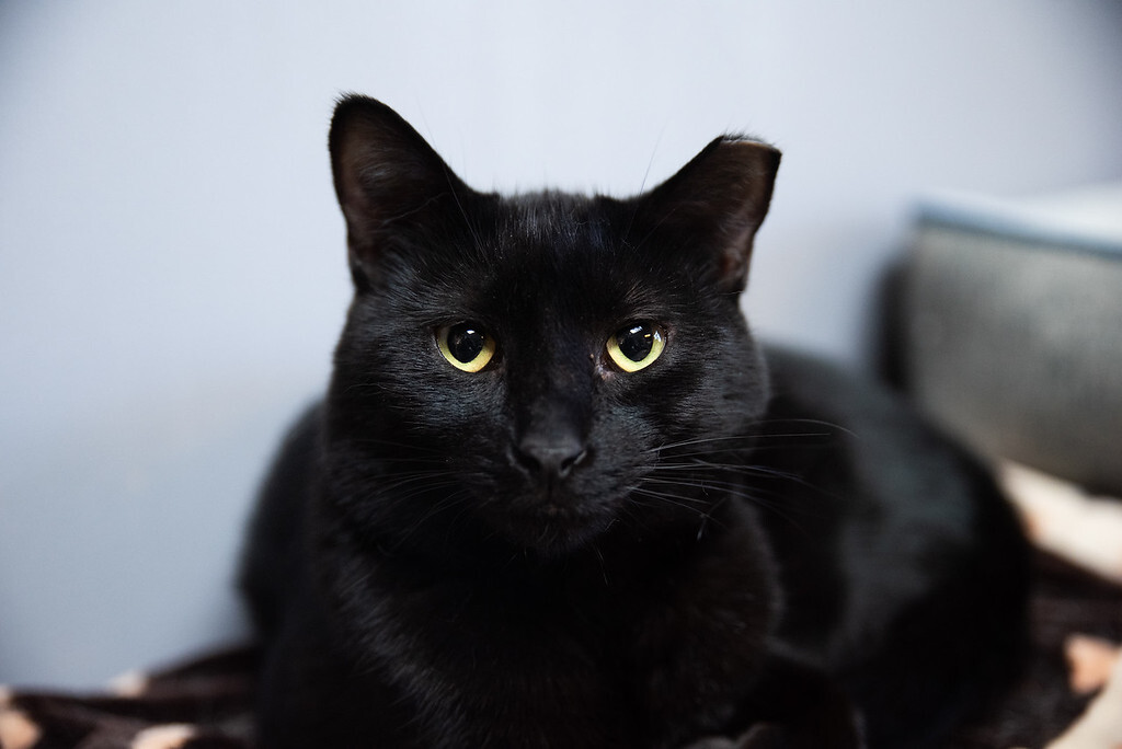 Enlarge Mario, a Adoptable mixed breed in Columbus, OH image 4/12