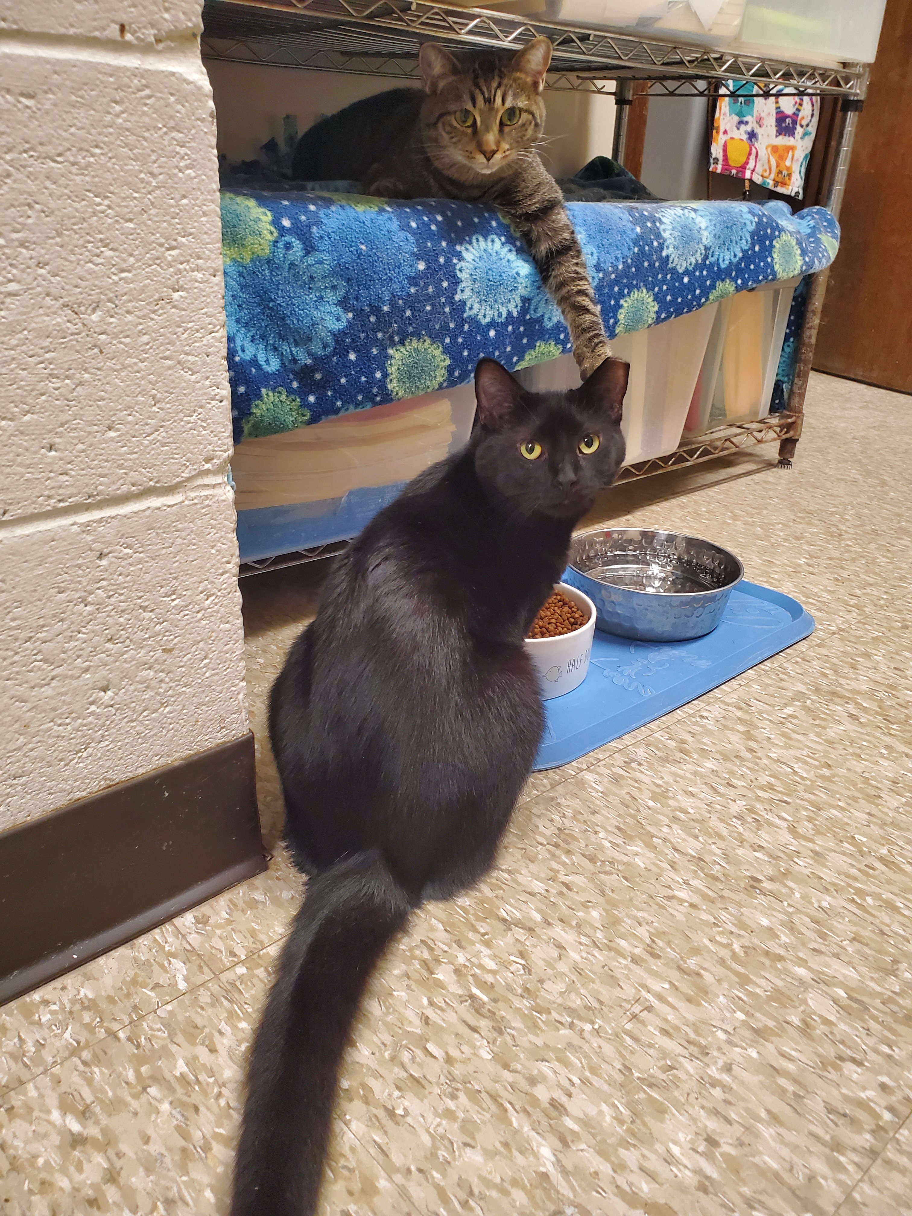 Enlarge Mario, a Adoptable mixed breed in Columbus, OH image 5/12