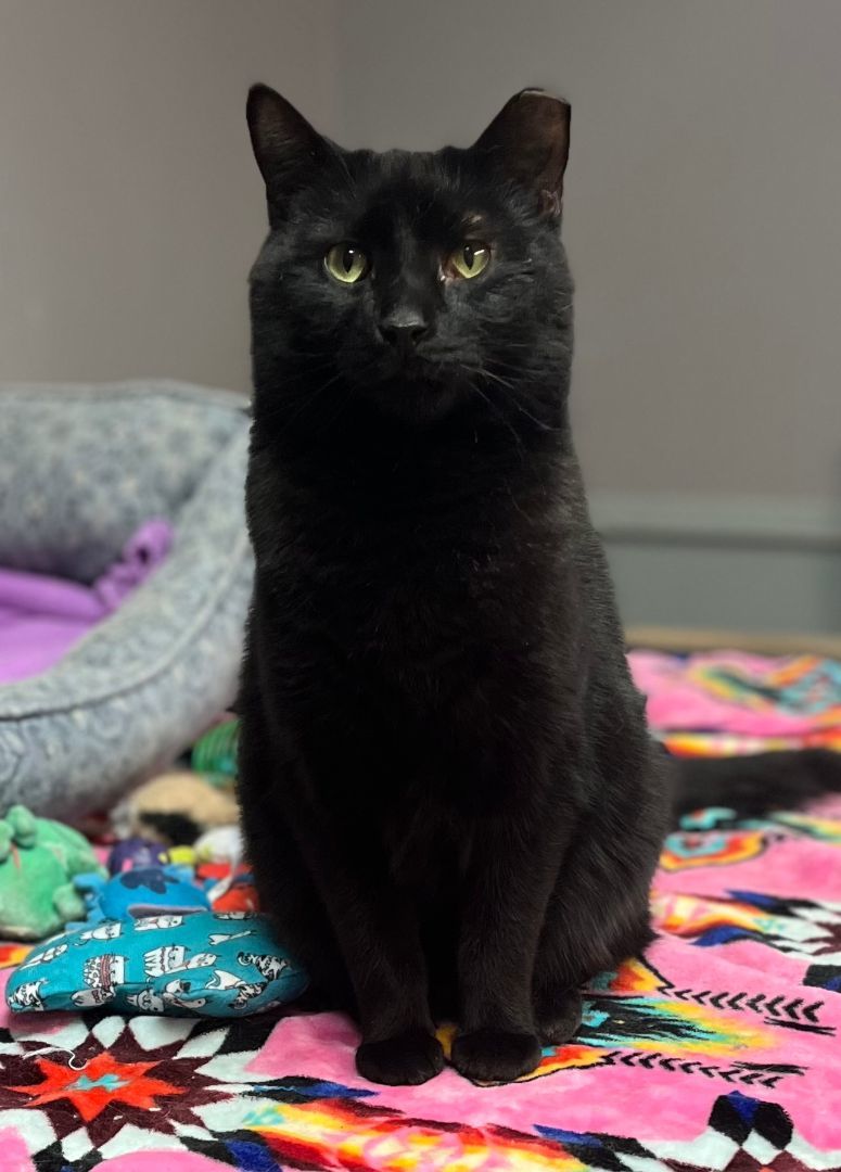 Enlarge Mario, a Adoptable mixed breed in Columbus, OH image 6/12