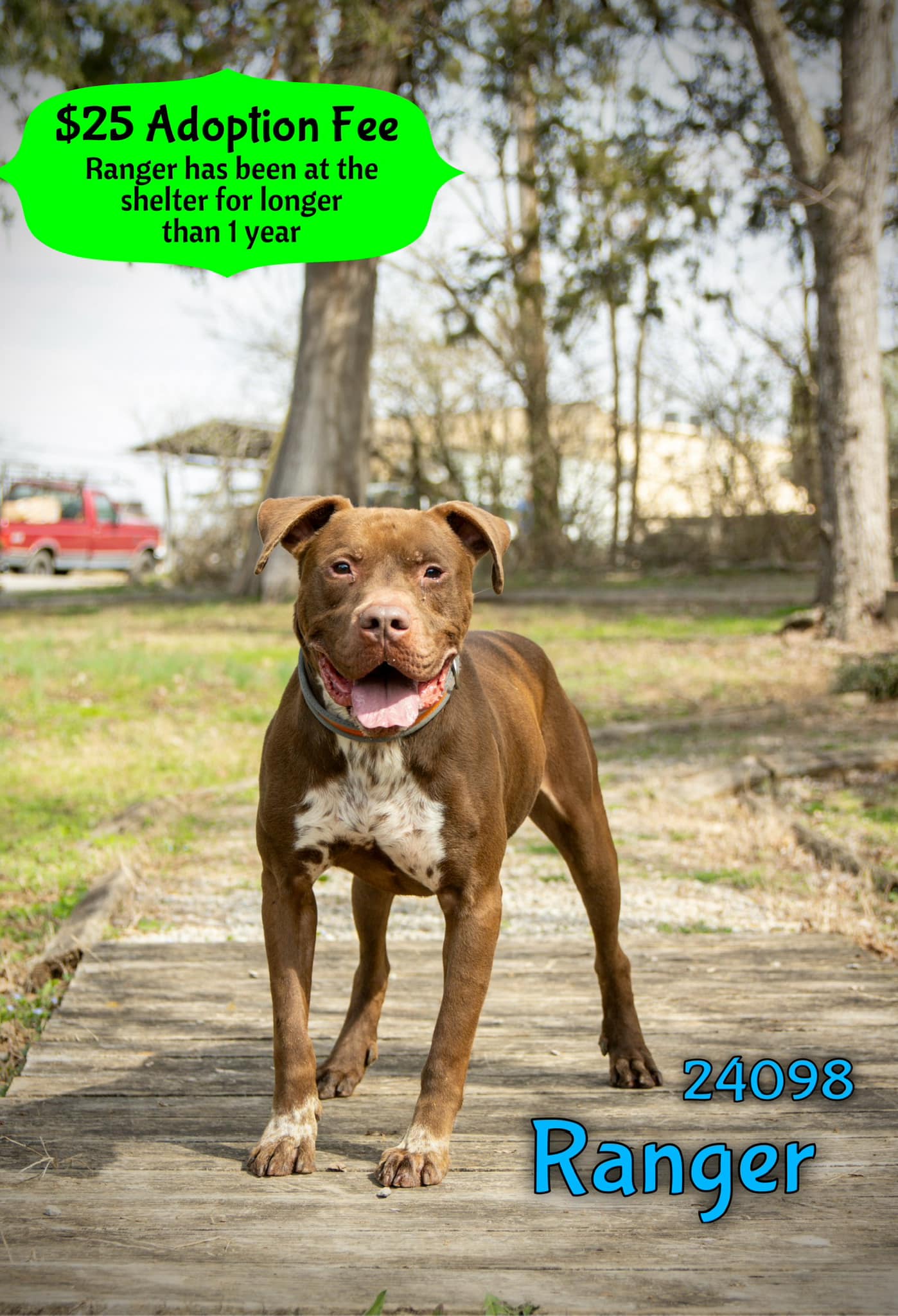 Ranger, a Adopted mixed breed in Oak Ridge, TN image 1/3