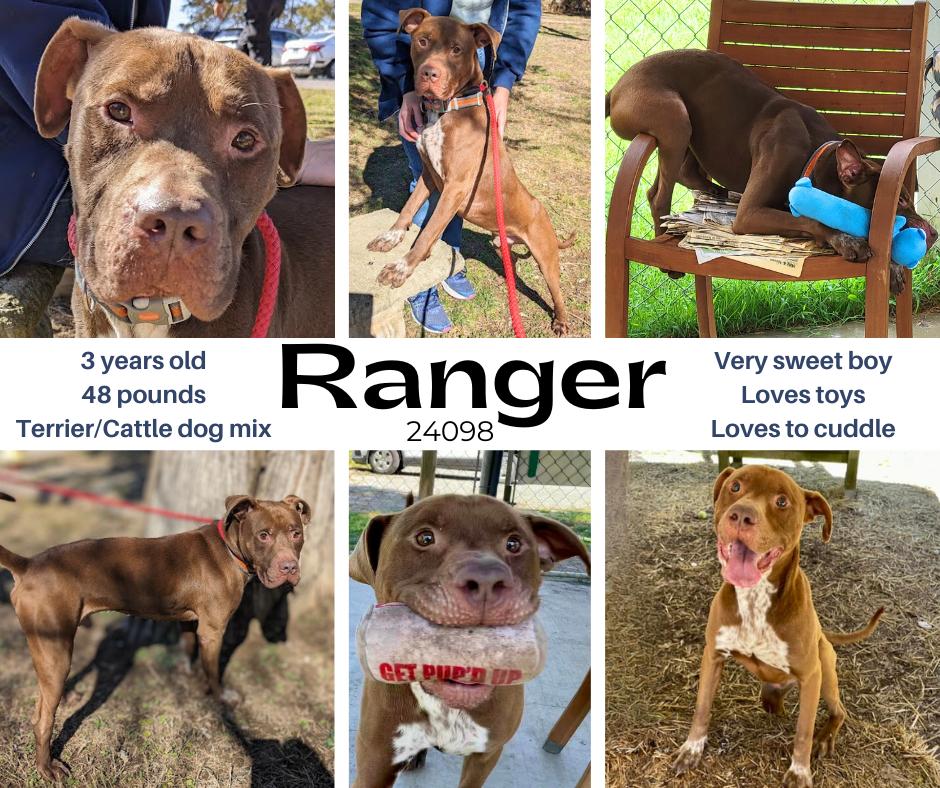 Ranger, a Adopted mixed breed in Oak Ridge, TN image 2/3