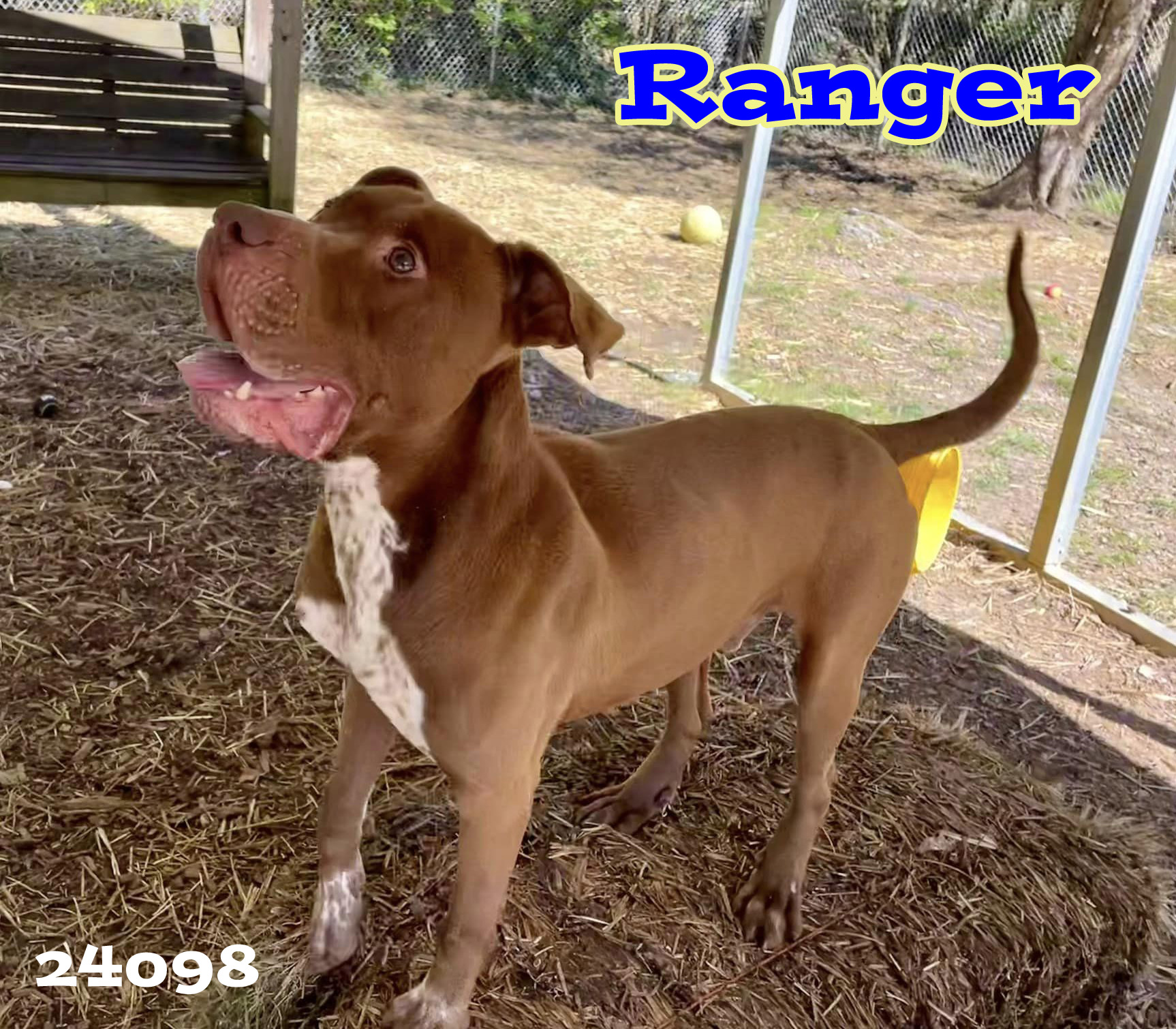 Ranger, a Adopted mixed breed in Oak Ridge, TN image 3/3