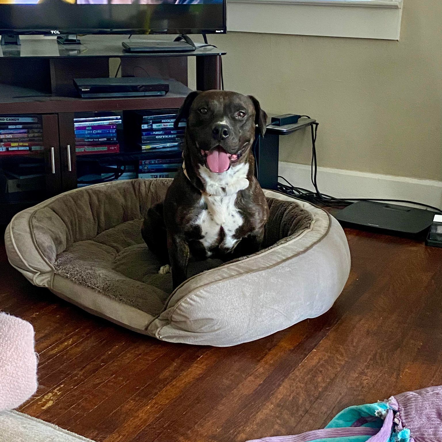 Enlarge Bonnie, a Adoptable Pit Bull Terrier in Indianapolis, IN image 2/5