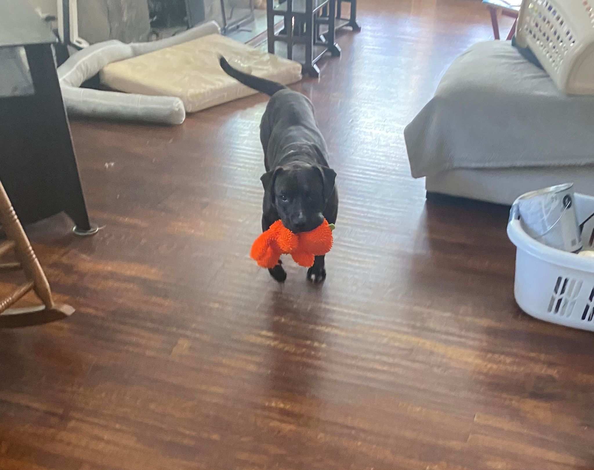 Enlarge Bonnie, a Adoptable Pit Bull Terrier in Indianapolis, IN image 3/5