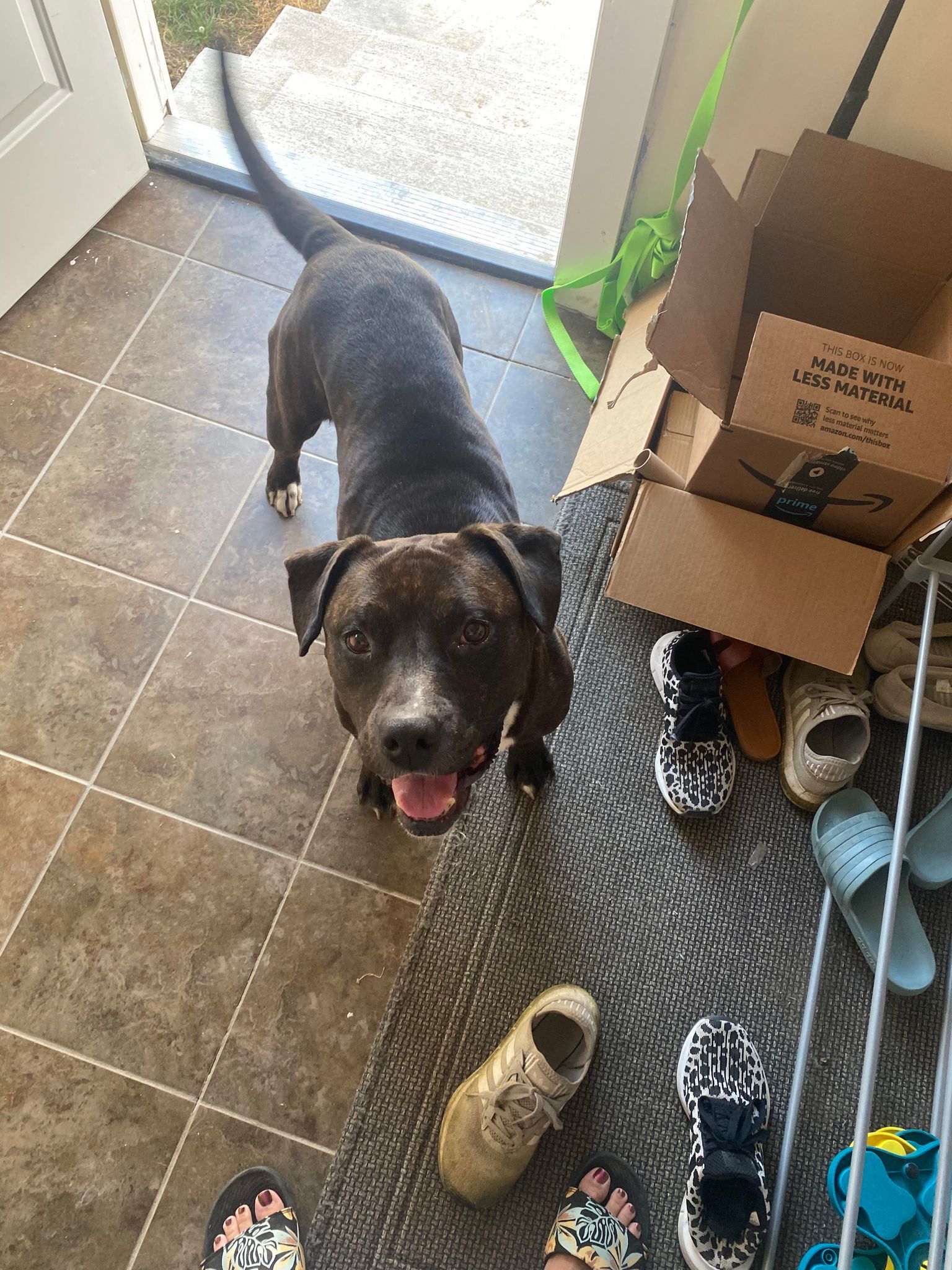 Enlarge Bonnie, a Adoptable Pit Bull Terrier in Indianapolis, IN image 4/5