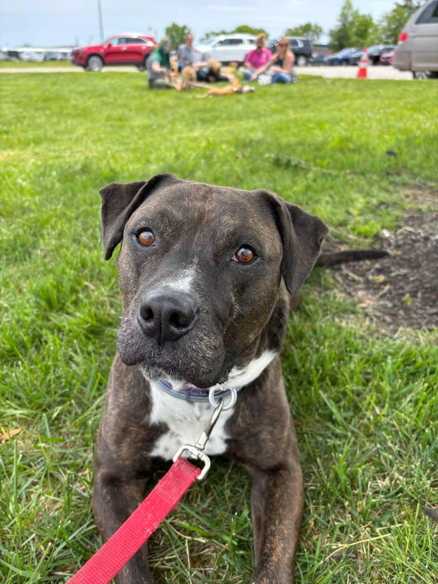 Enlarge Bonnie, a Adoptable Pit Bull Terrier in Indianapolis, IN image 1/5