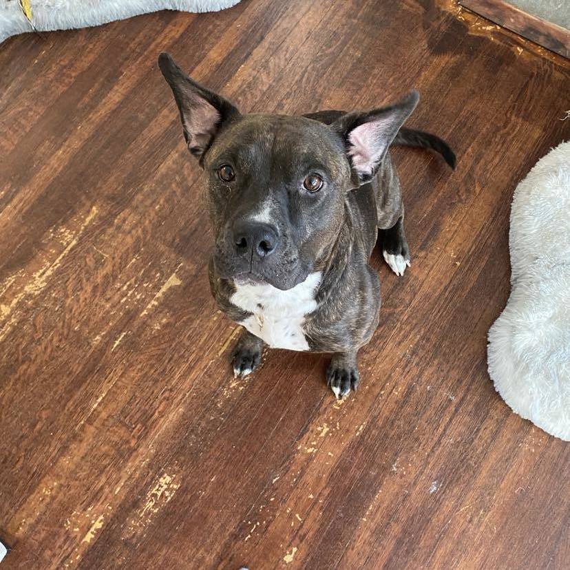 Enlarge Bonnie, a Adoptable Pit Bull Terrier in Indianapolis, IN image 5/5