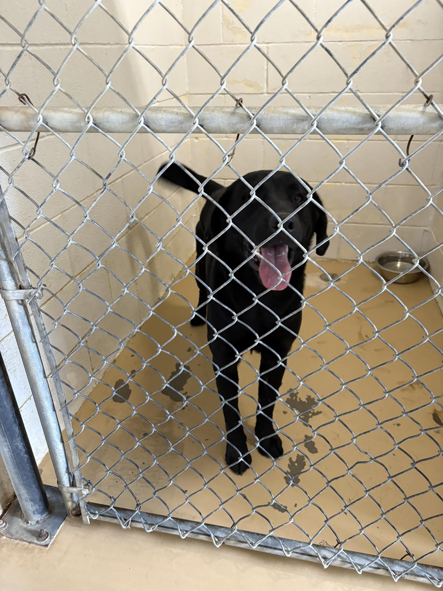 Enlarge Blacky, a ADOPTABLE Black Labrador Retriever in Clyde, TX image 1/1