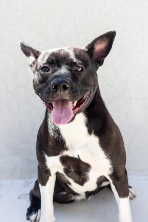 Enlarge JOAN, a Adoptable mixed breed in Tracy, CA image 1/1