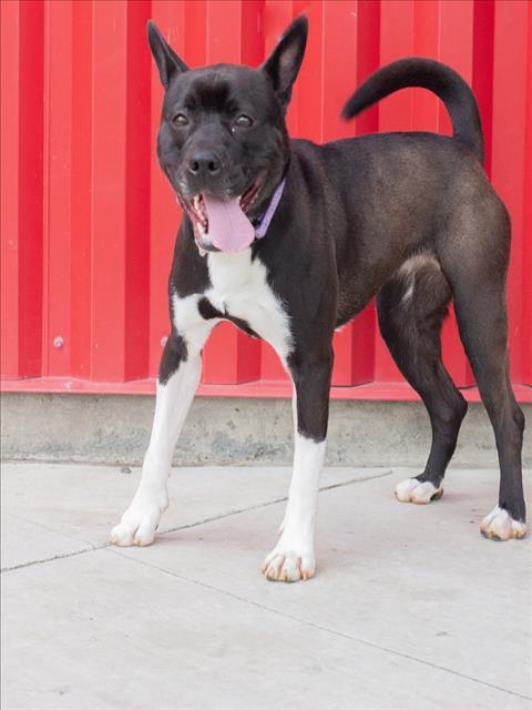 JOAN, Adoptable, Adult Female Pit Bull Terrier & Mixed Breed.