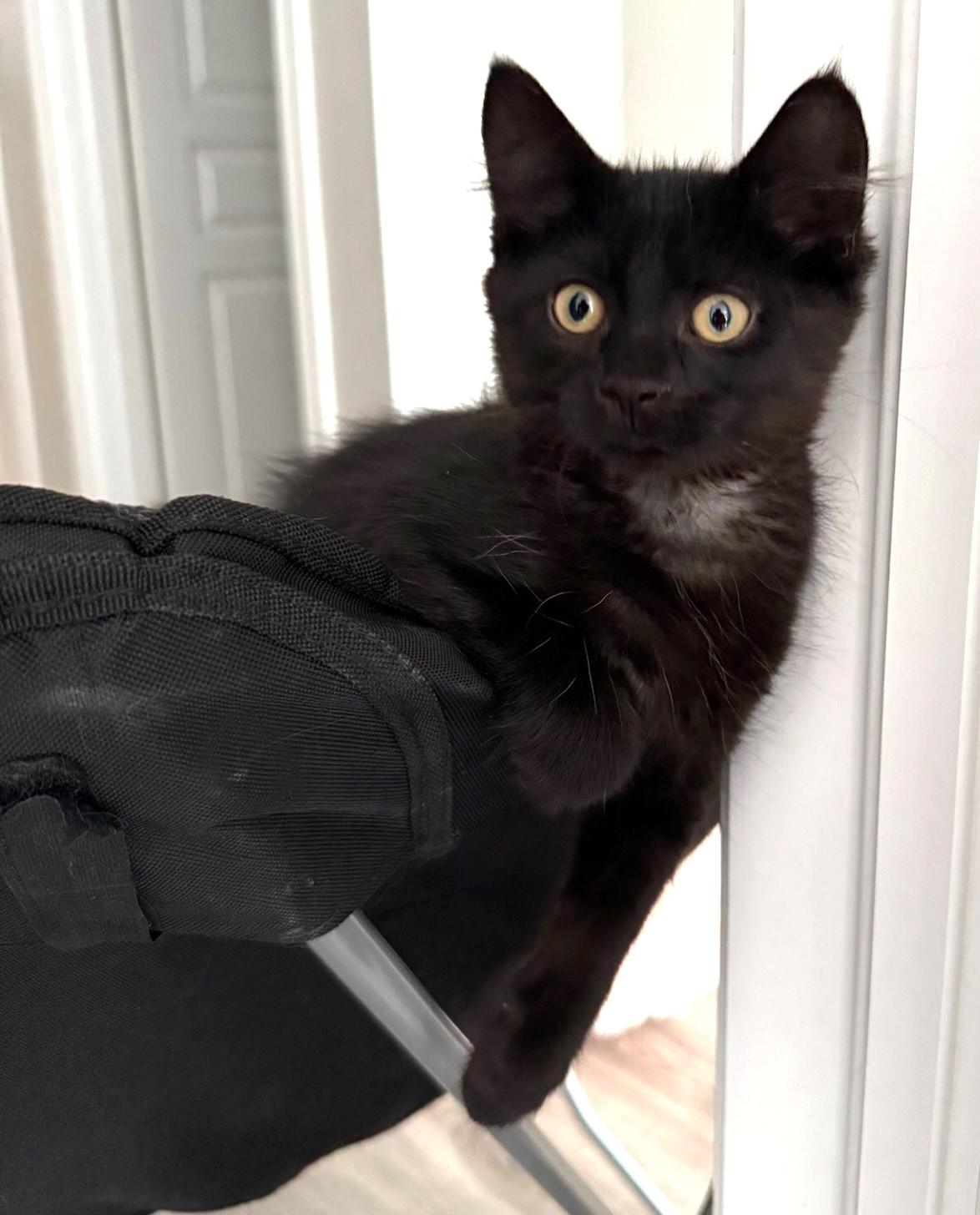 Boba, a Adoptable Domestic Medium Hair in Stoney Creek, ON image 3/6