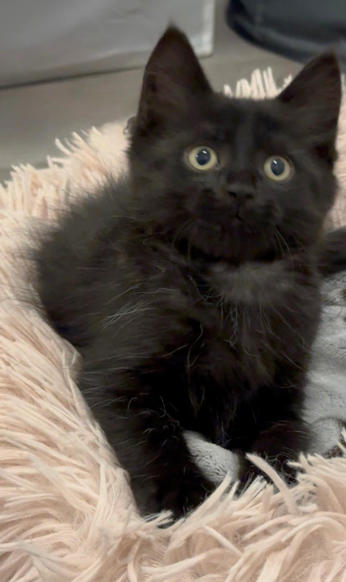 Boba, a Adoptable Domestic Medium Hair in Stoney Creek, ON image 4/6