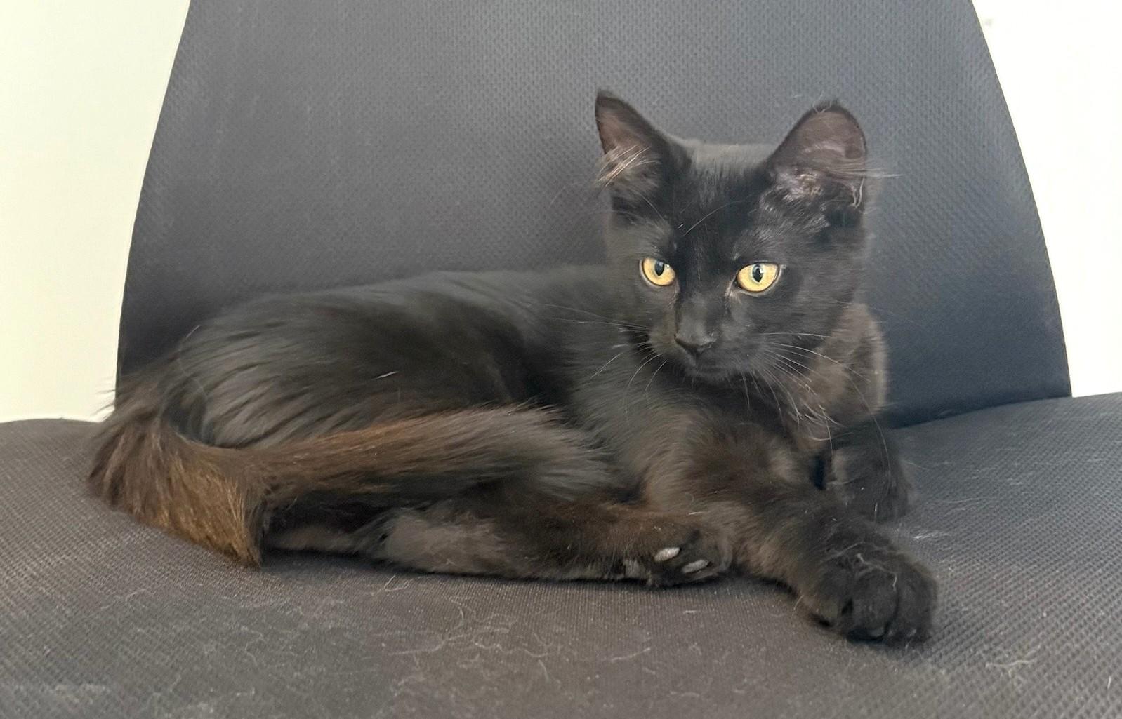 Boba, a Adoptable Domestic Medium Hair in Stoney Creek, ON image 2/6