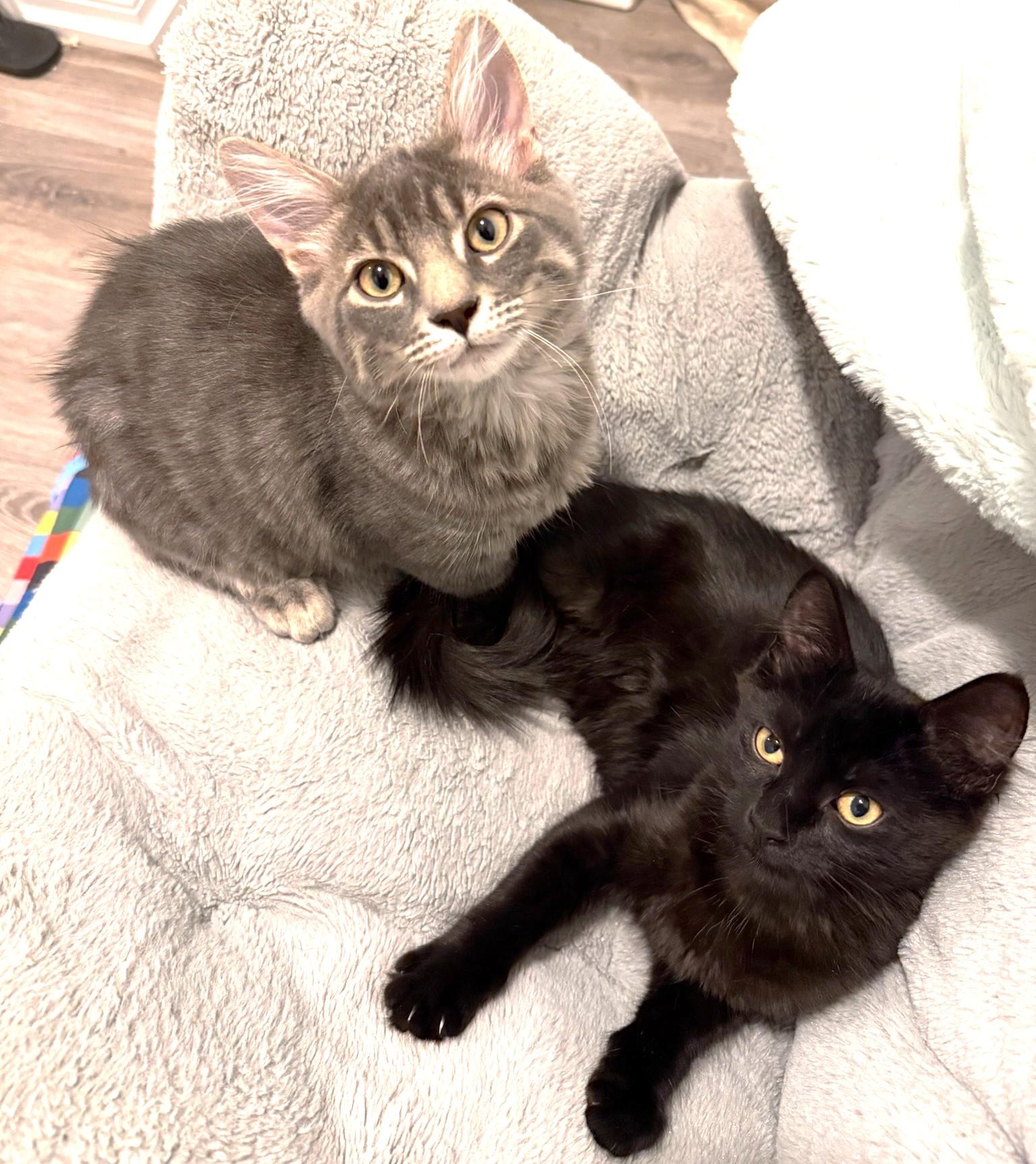 Boba, a Adoptable Domestic Medium Hair in Stoney Creek, ON image 6/6