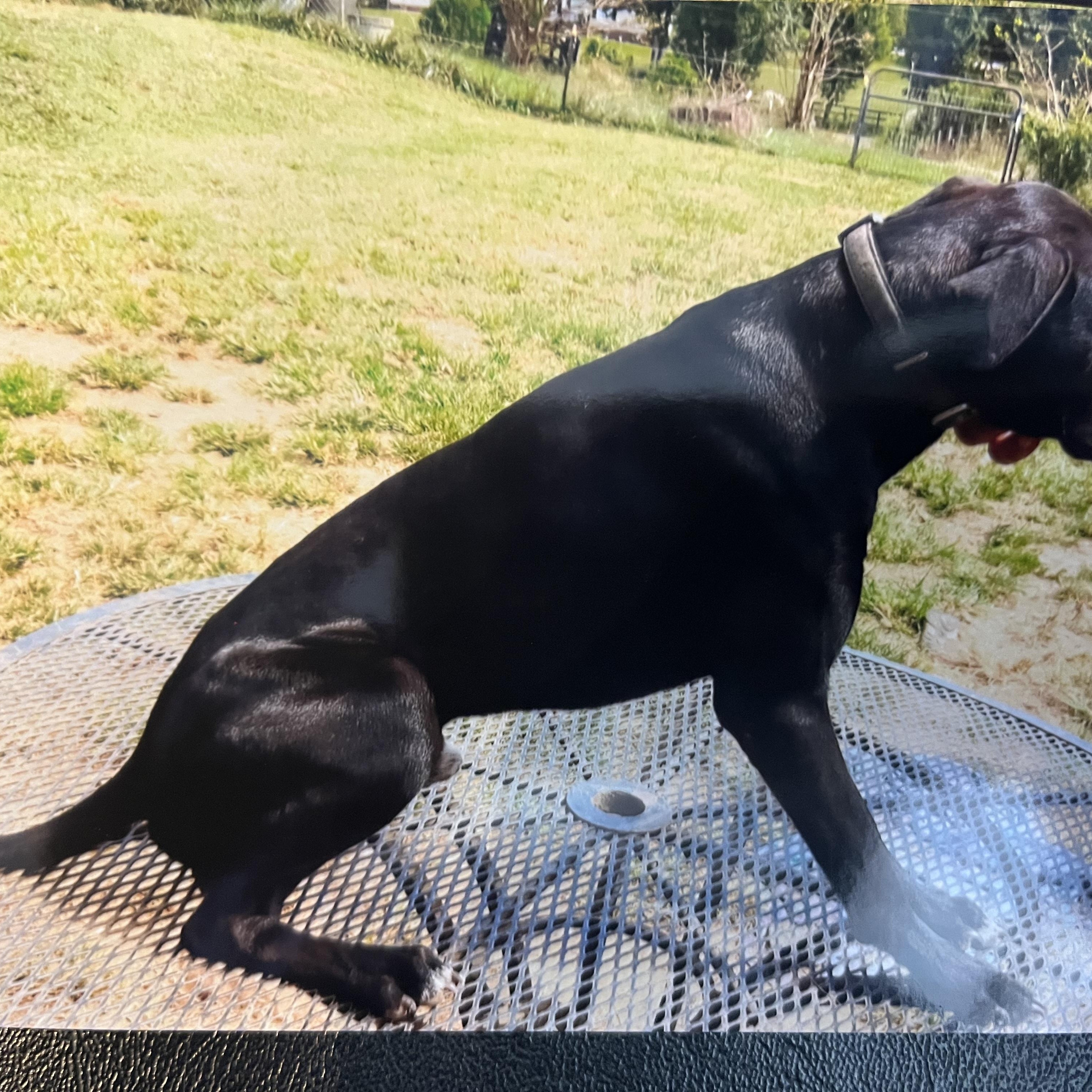 Stripe (Community Assist)