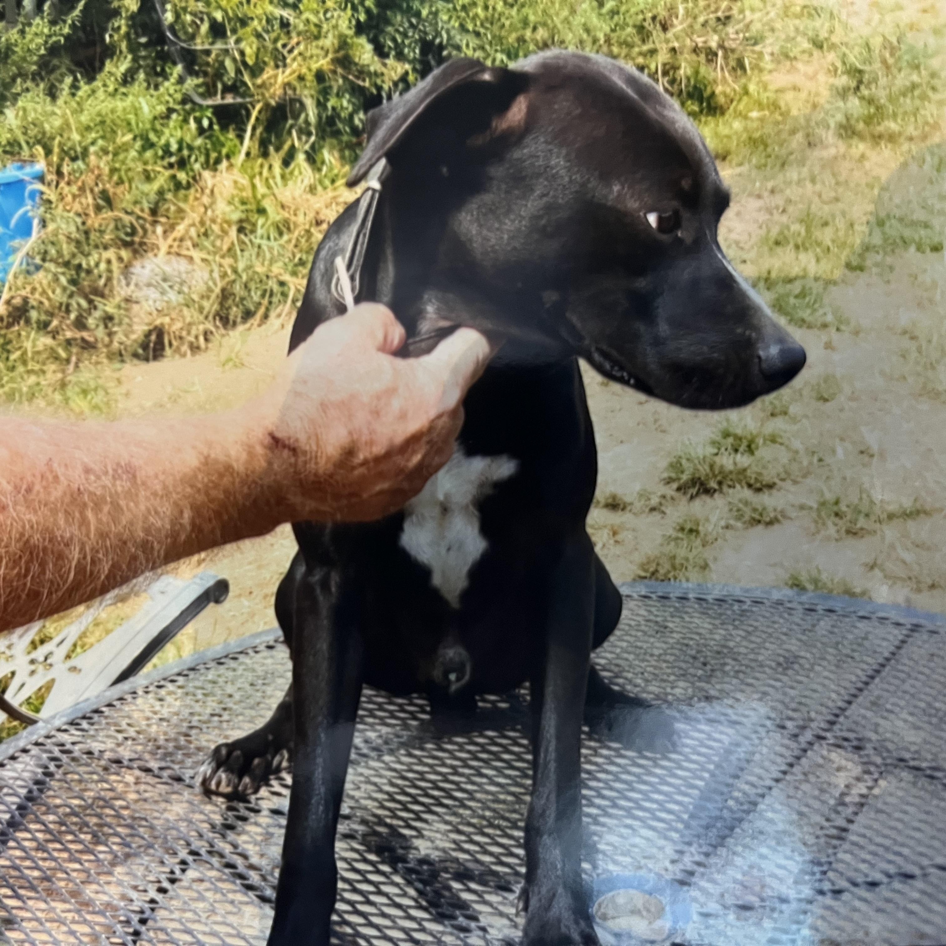 Stripe (Community Assist)