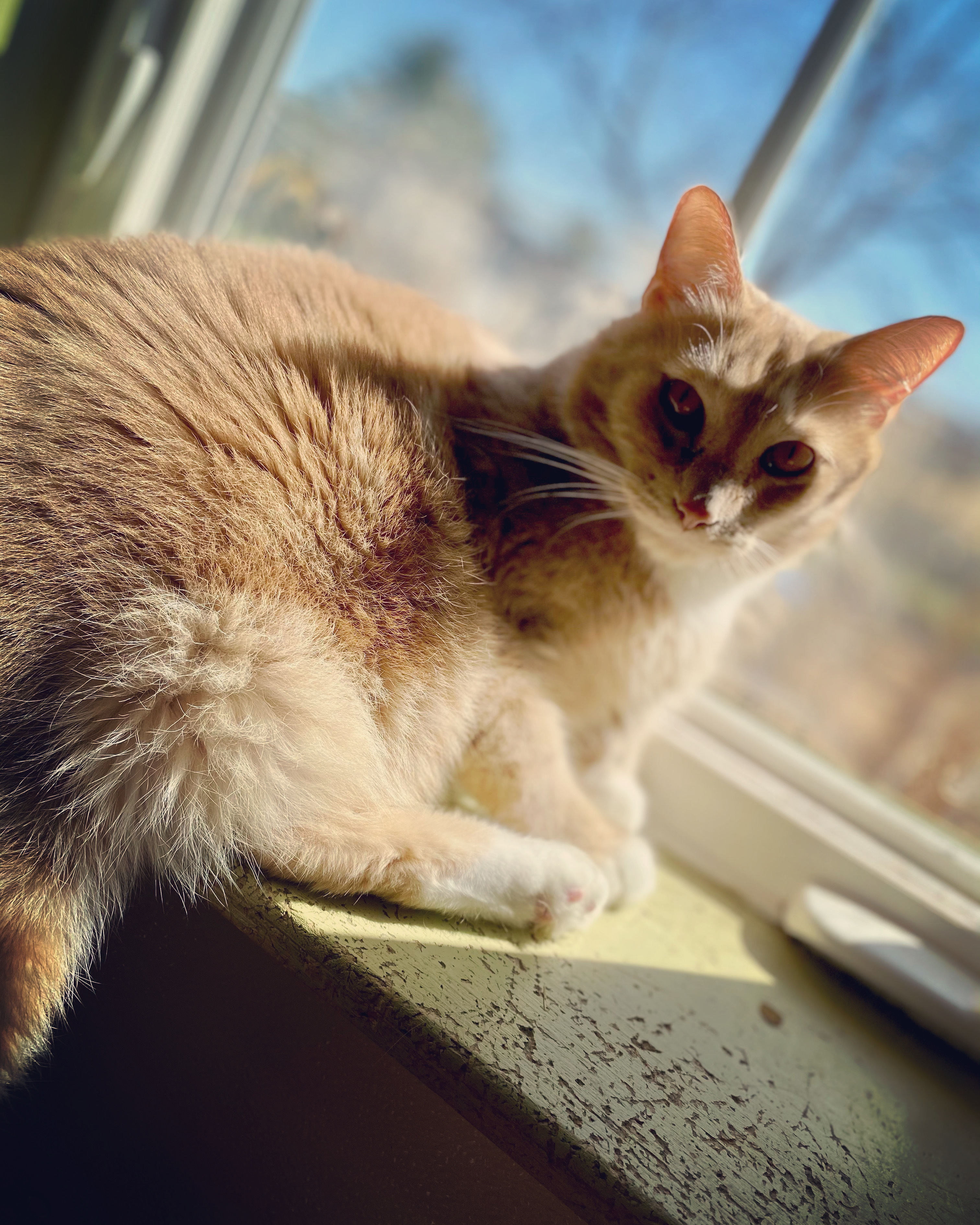 TC, Adoptable, Adult Male Domestic Short Hair.