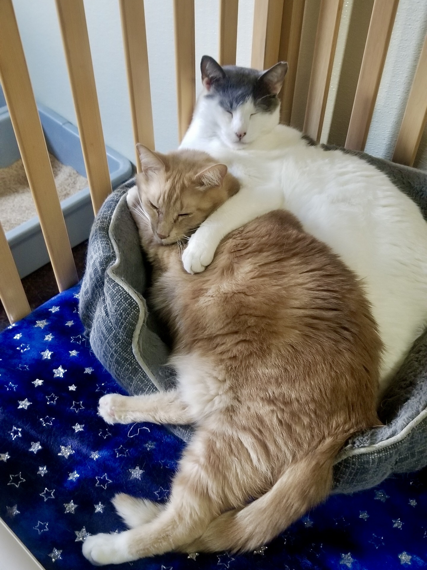 TC, a Adoptable Domestic Short Hair in Gallatin, TN image 2/8