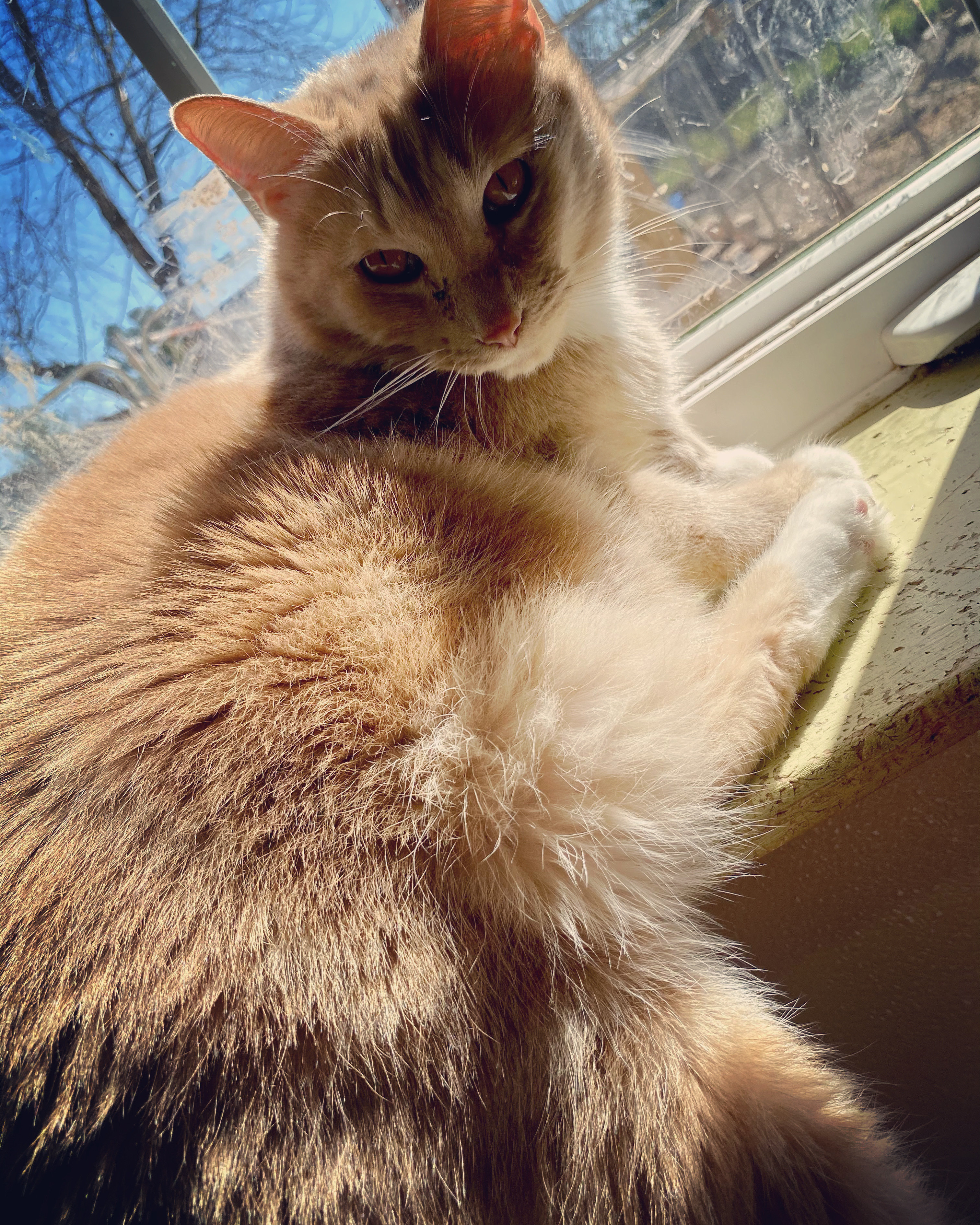 TC, a Adoptable Domestic Short Hair in Gallatin, TN image 3/8