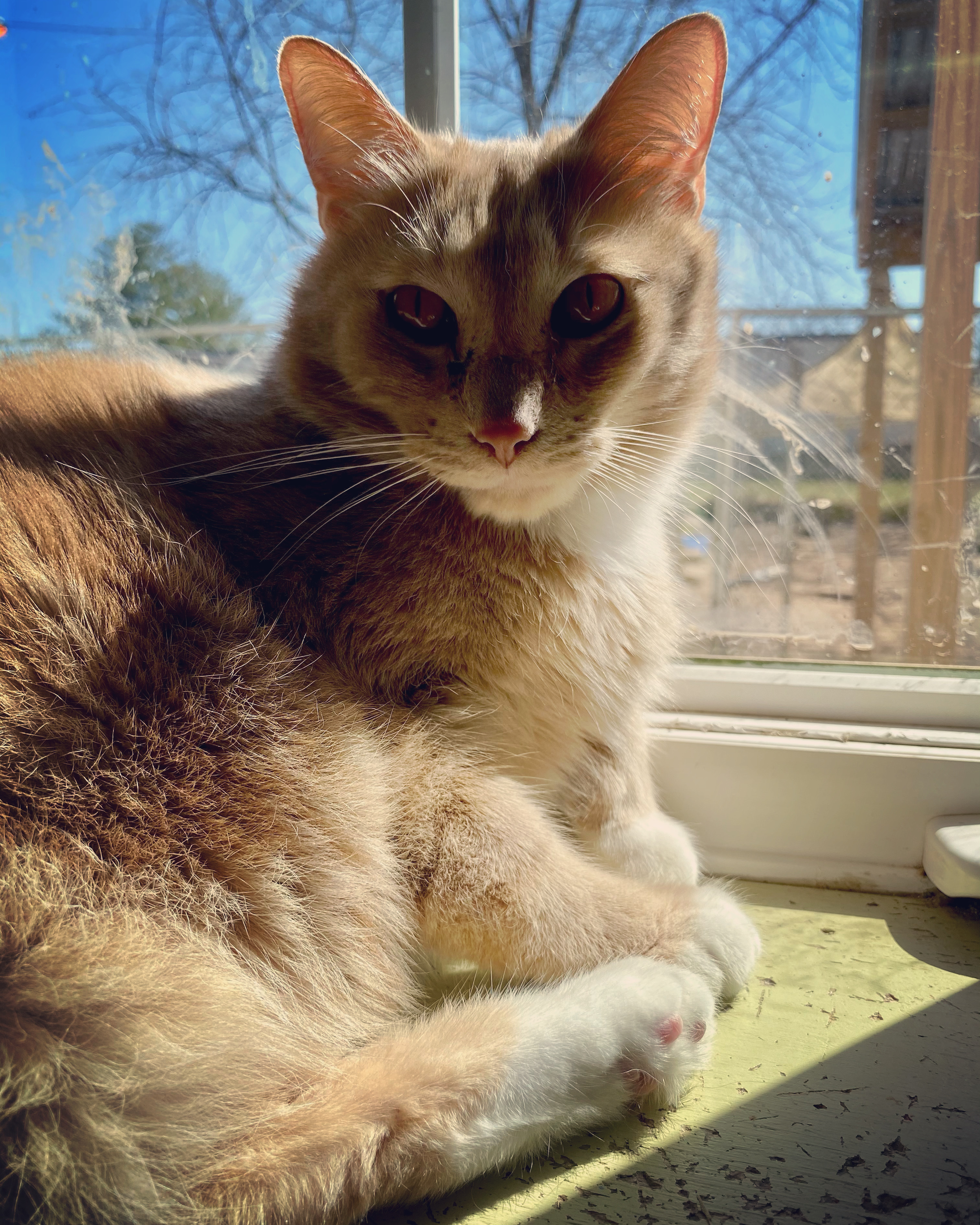 TC, a Adoptable Domestic Short Hair in Gallatin, TN image 4/8