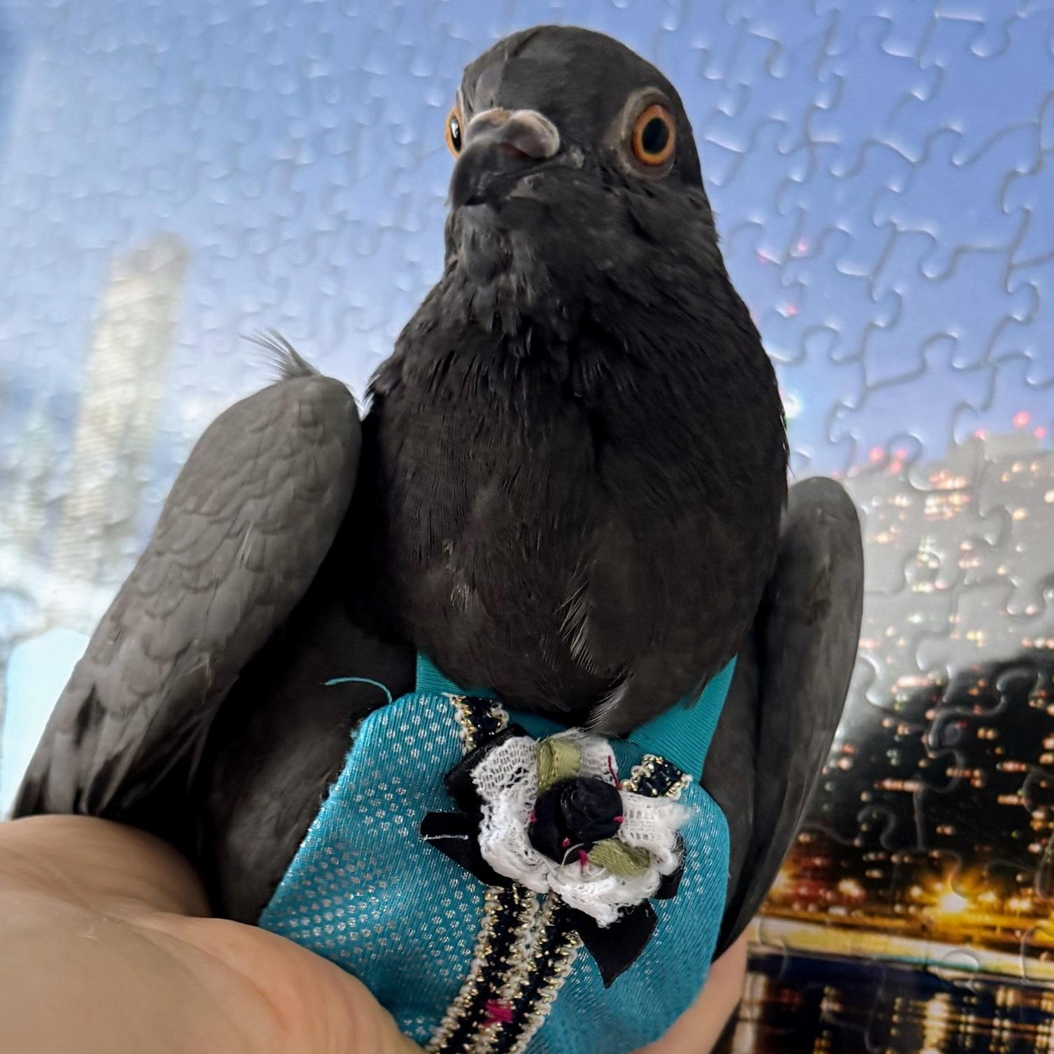 Enlarge Ari, a Adoptable Pigeon in Chicago, IL image 2/5